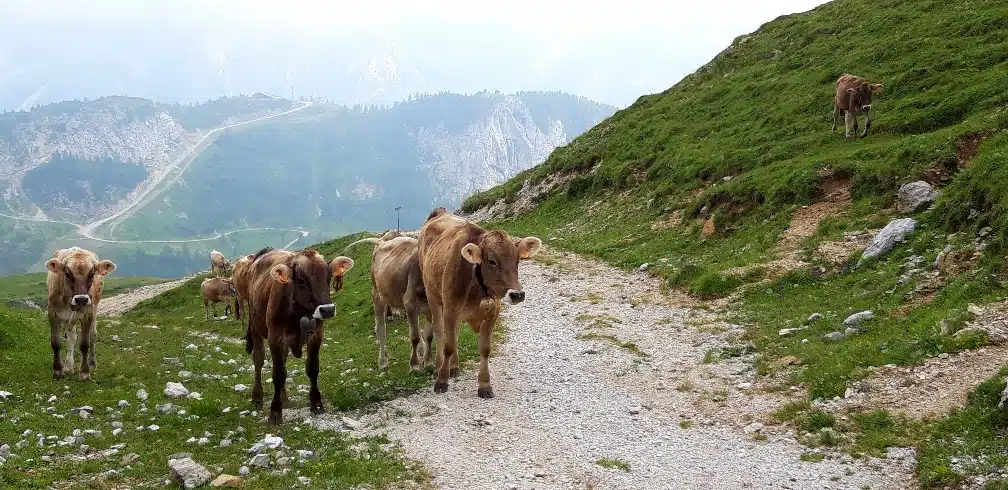 sappada-mucche-02
